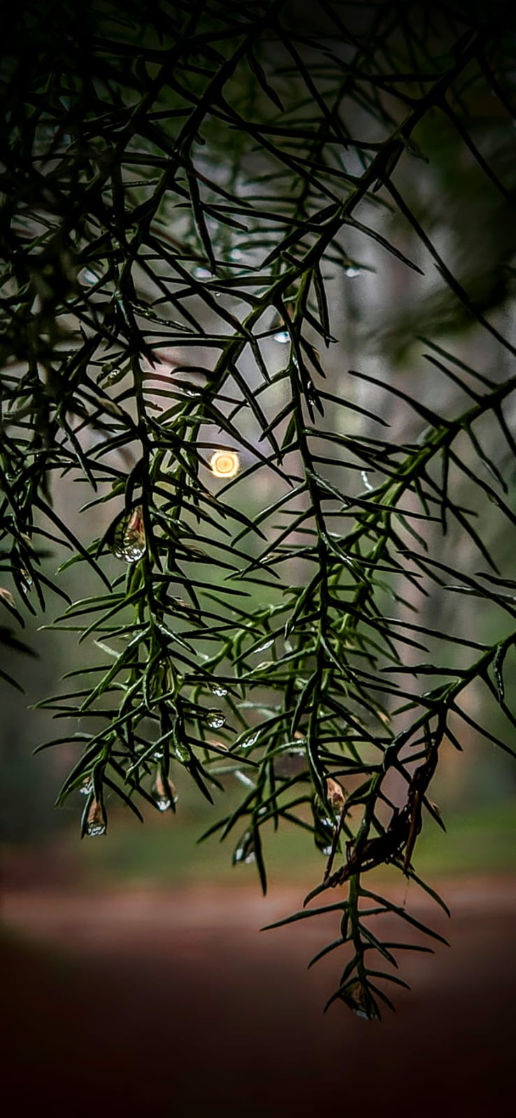 Naturaleza y contemplación